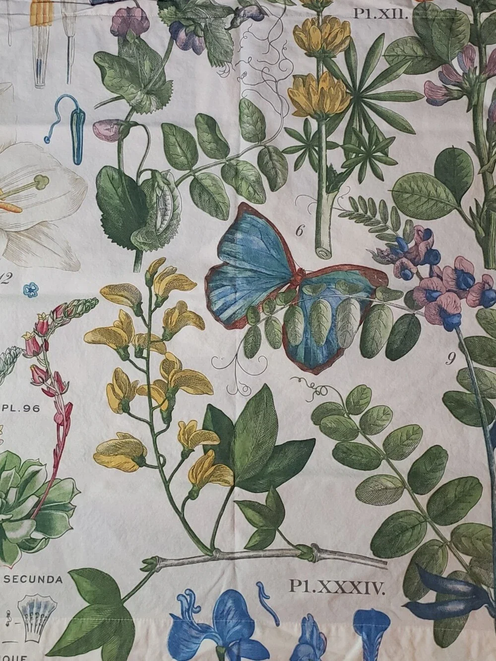 Pottery Barn Poppy Series European Pillow Sham Vintage Botanical Floral Latin